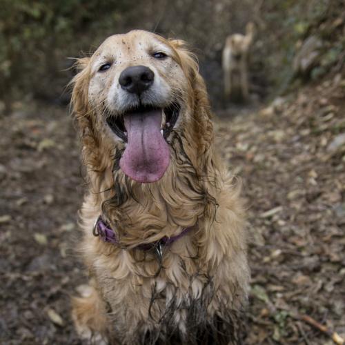 muddy dog muddy dog