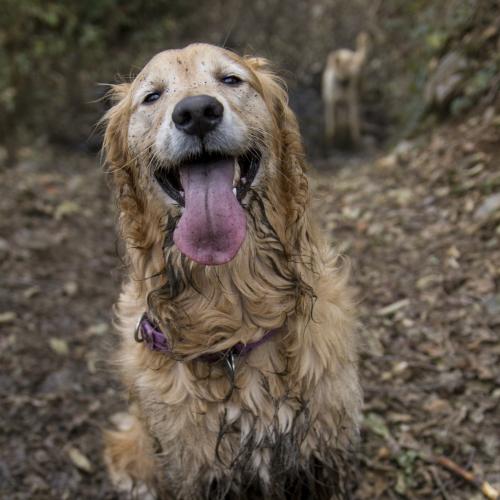 muddy dog